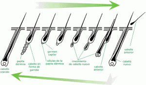 Fases de crecimiento capilar